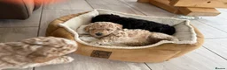 Cockapoo dogs for sale: Partie poo puppies  - Advert 3