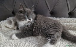 Ragdoll cats for sale: Kittens ready now! - Image 5