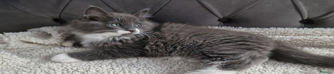 Ragdoll Kitten 1
