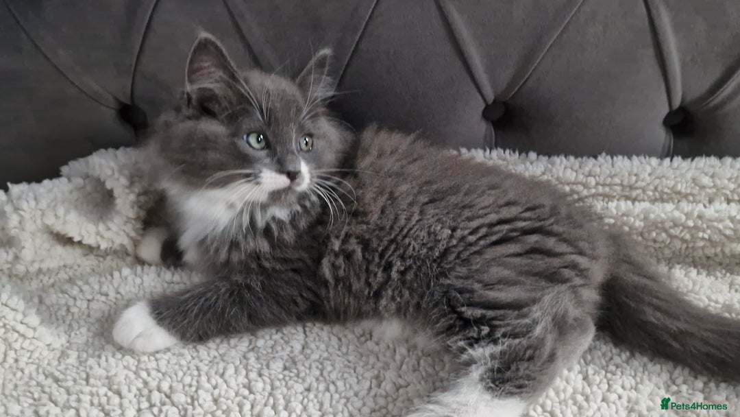 Ragdoll cats for sale: Kittens ready now! - Image 5