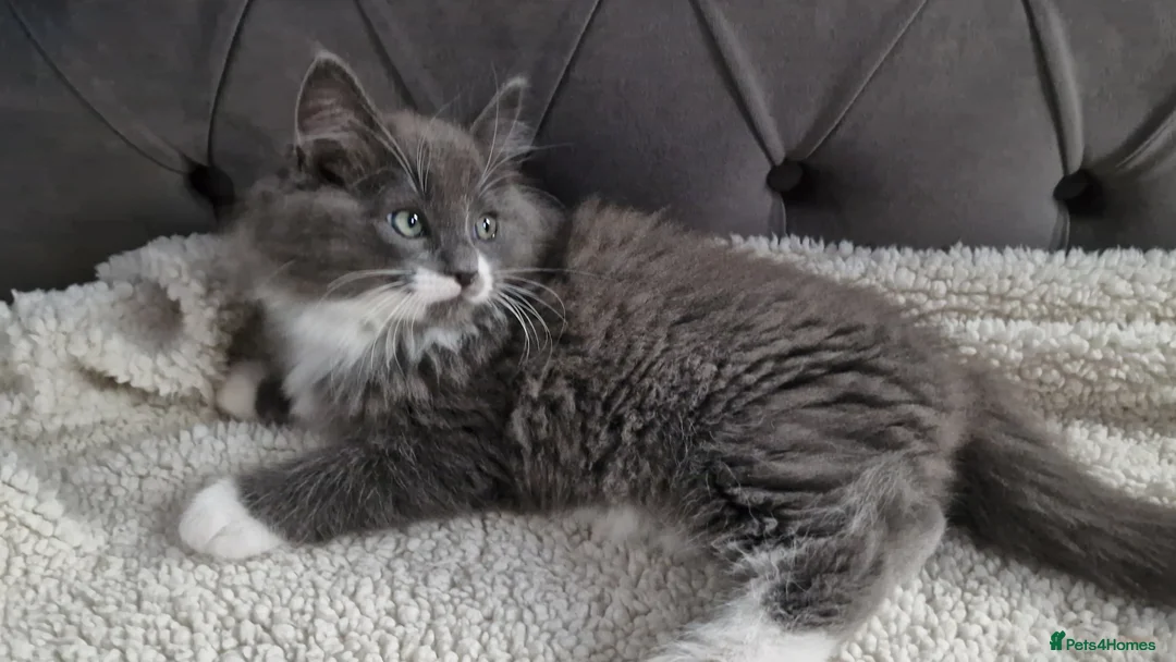 Ragdoll cats for sale: Kittens ready now! - Advert 5