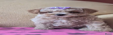 Maltipoo 4