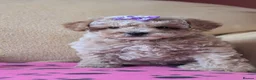 Maltipoo dogs for sale: Stunning Toy Maltipoo Puppies  - Advert 21