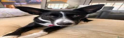 Mixed Breed dogs for sale: 🐾 Beautiful Colipoo Puppies – 4 Girls and 3 boys in Carmarthen - Advert 17