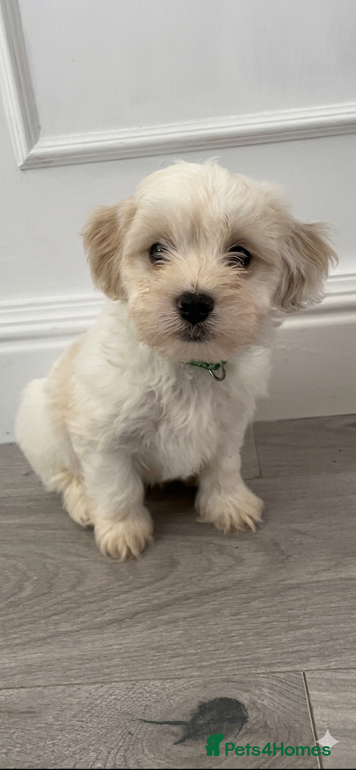 Cavapoo dogs Beautiful Male Cavapoo puppy - Advert 5