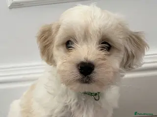 Cavapoo dogs Beautiful Male Cavapoo puppy - Advert 5