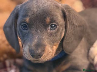 Miniature Dachshund dogs Miniature Daschund puppies - Advert 1