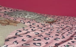 Bengal cats for stud: Bengal cat stud  - Image 1