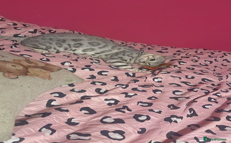 Bengal cats - Advert 2