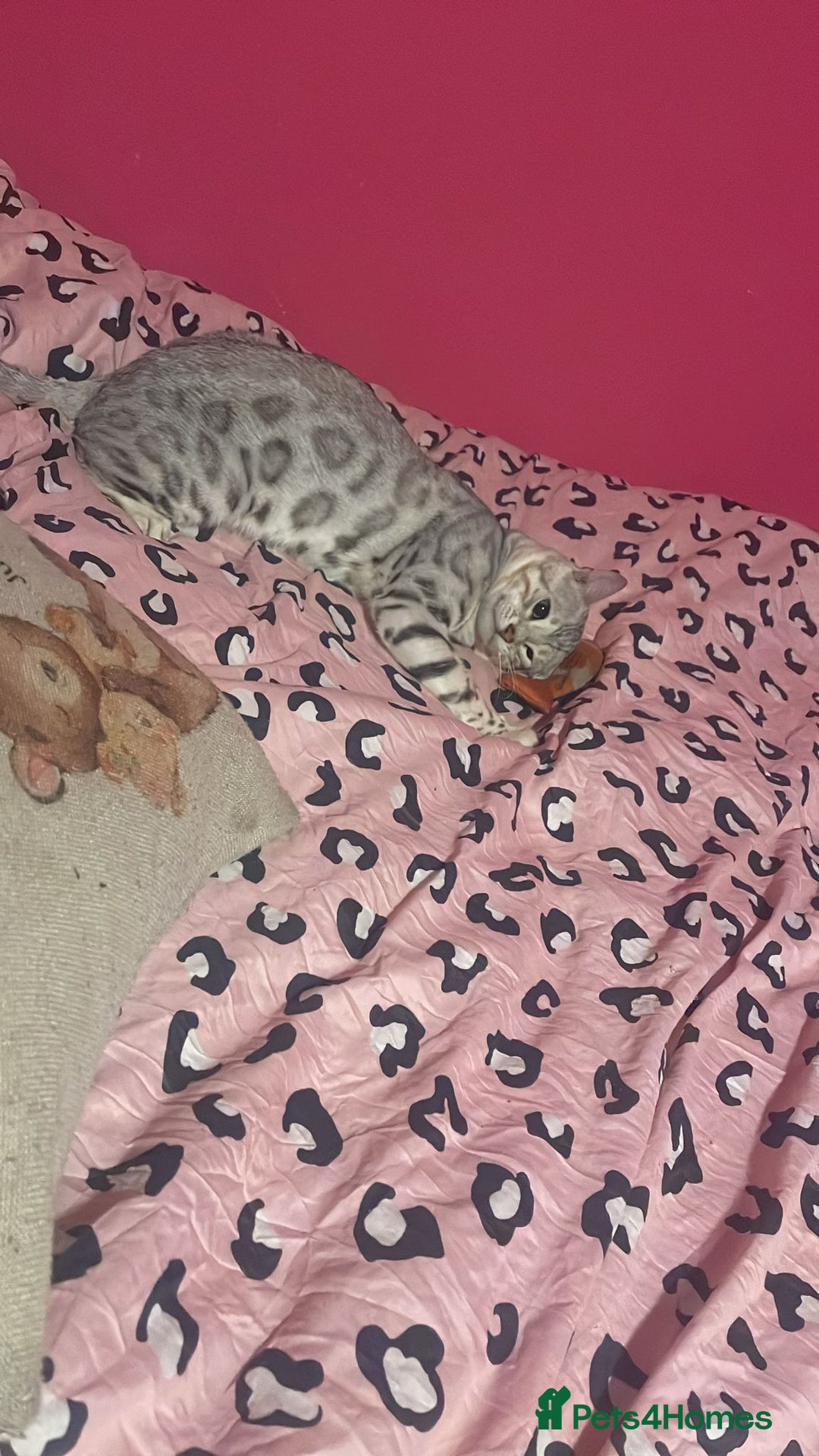 Bengal cats for stud: Bengal cat stud  - Image 1
