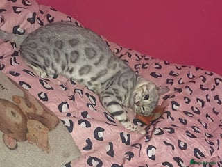 Bengal cats - Advert 7