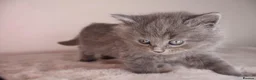 British Longhair cats for sale: British long hair kitten - Advert 5