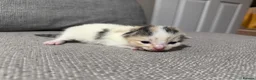 Mixed Breed cats for sale: Gorgeous kittens - Advert 5