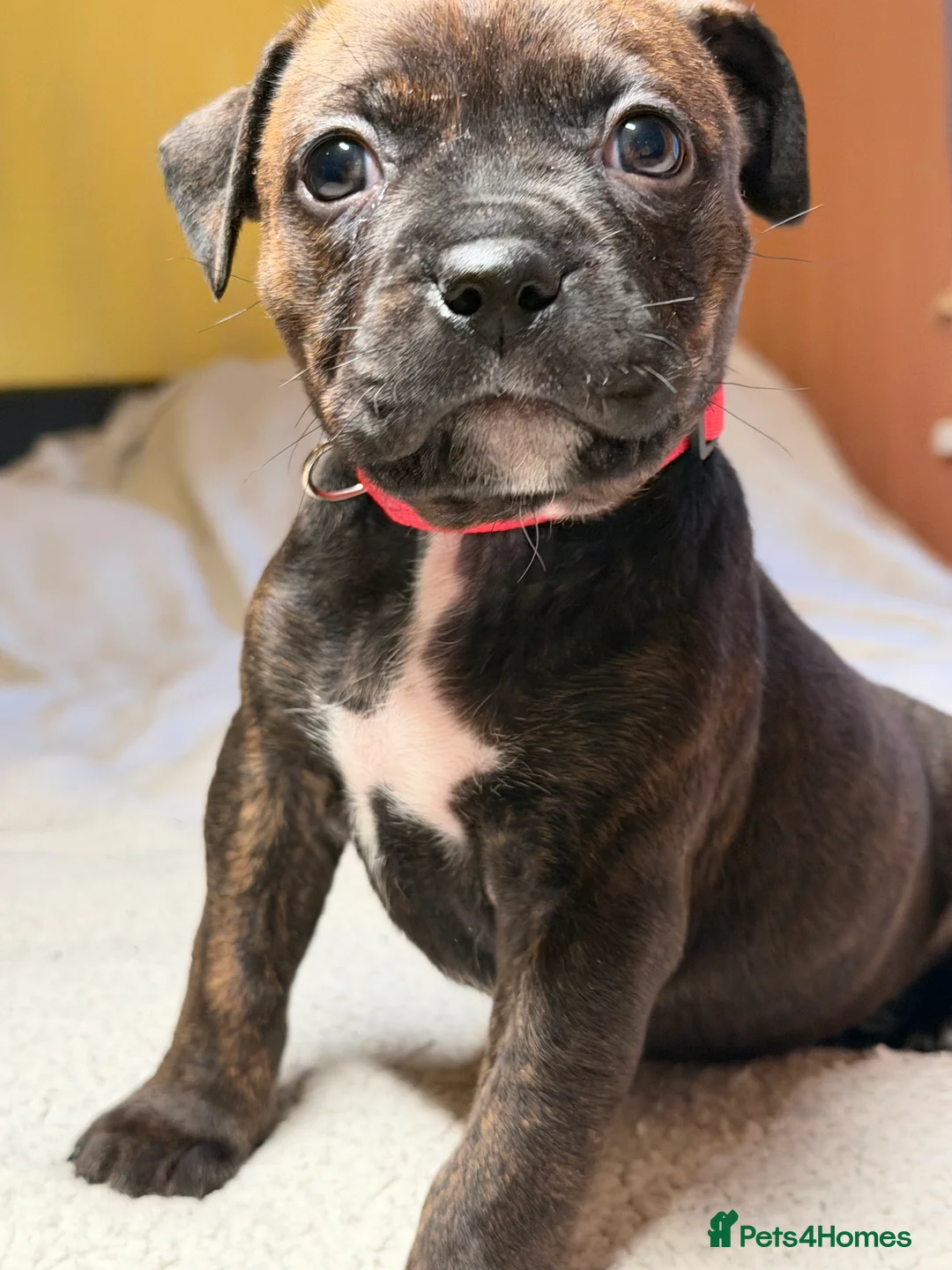Mixed Breed dogs for sale: Brindle Female Staffy Puppy - Advert 2