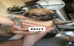 Mixed Breed dogs for sale: Staffy cross  - Image 7