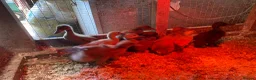 Ducks poultry for sale: Khaki Campbell x Welsh Harlequin ducklings  - Advert 1