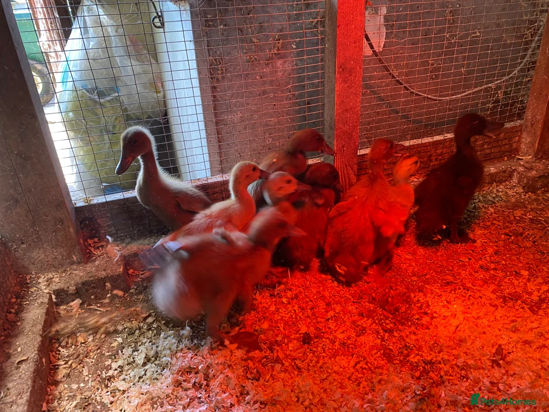 Ducks poultry for sale: Khaki Campbell x Welsh Harlequin ducklings  - Advert 1