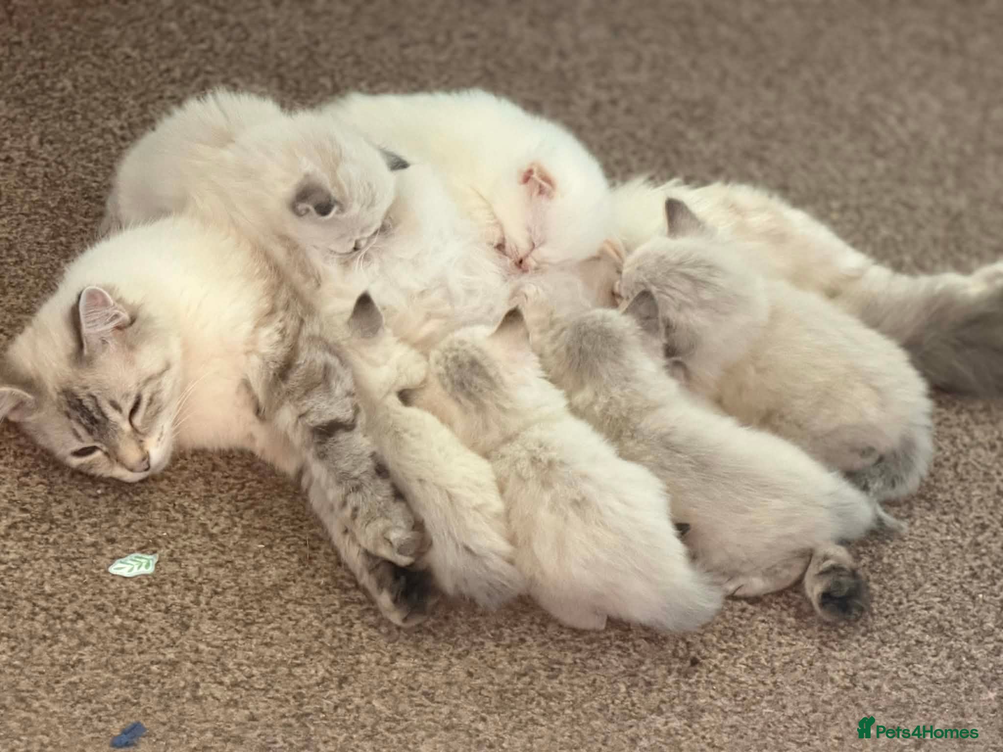Ragdoll cats 6 beautiful floofballs 1 flame 5 bluepoint   - Advert 1