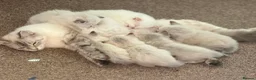 Ragdoll cats for sale: 6 beautiful floofballs 1 flame 5 bluepoint   - Advert 1