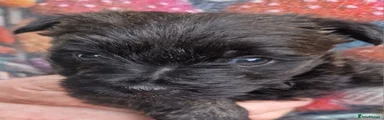 Cairn Terrier 3