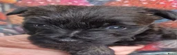 Cairn Terrier dogs for sale: Beautifully cute puppies. - Advert 3