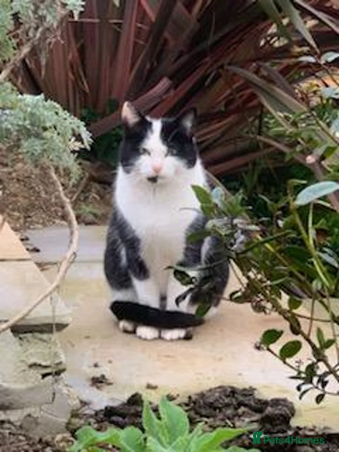 Mixed Breed cats for sale: Kittens For Sale - Advert 2