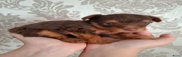 Yorkshire Terrier dogs for sale: Charming Yorkshire Terrier Puppies - Advert 25