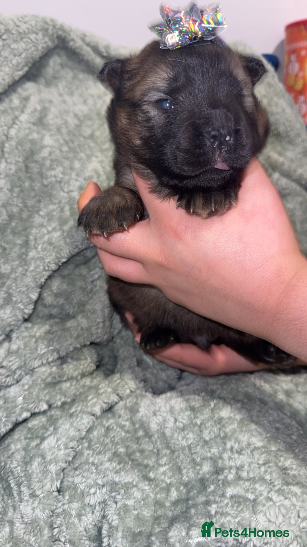 Chow Chow dogs for sale: Chow chow puppies  - Advert 4