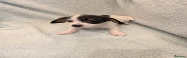 Jack Russell 3