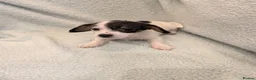 Jack Russell dogs for sale: Beautiful Jack Russell pups  - Advert 6