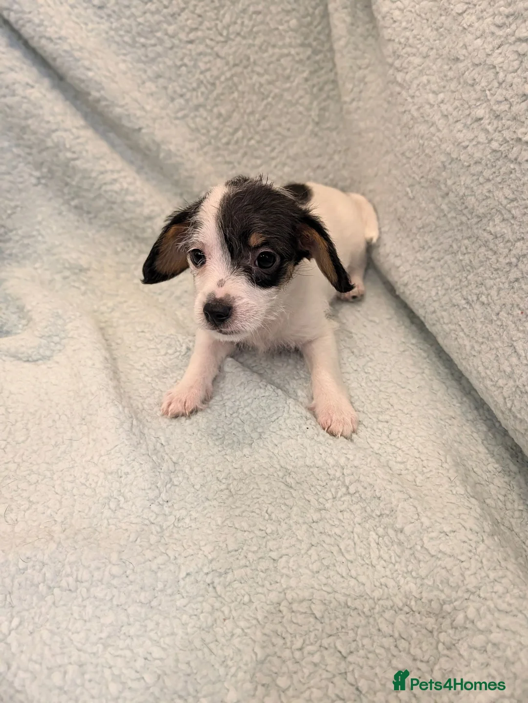Jack Russell dogs for sale: Beautiful Jack Russell pups  - Advert 6
