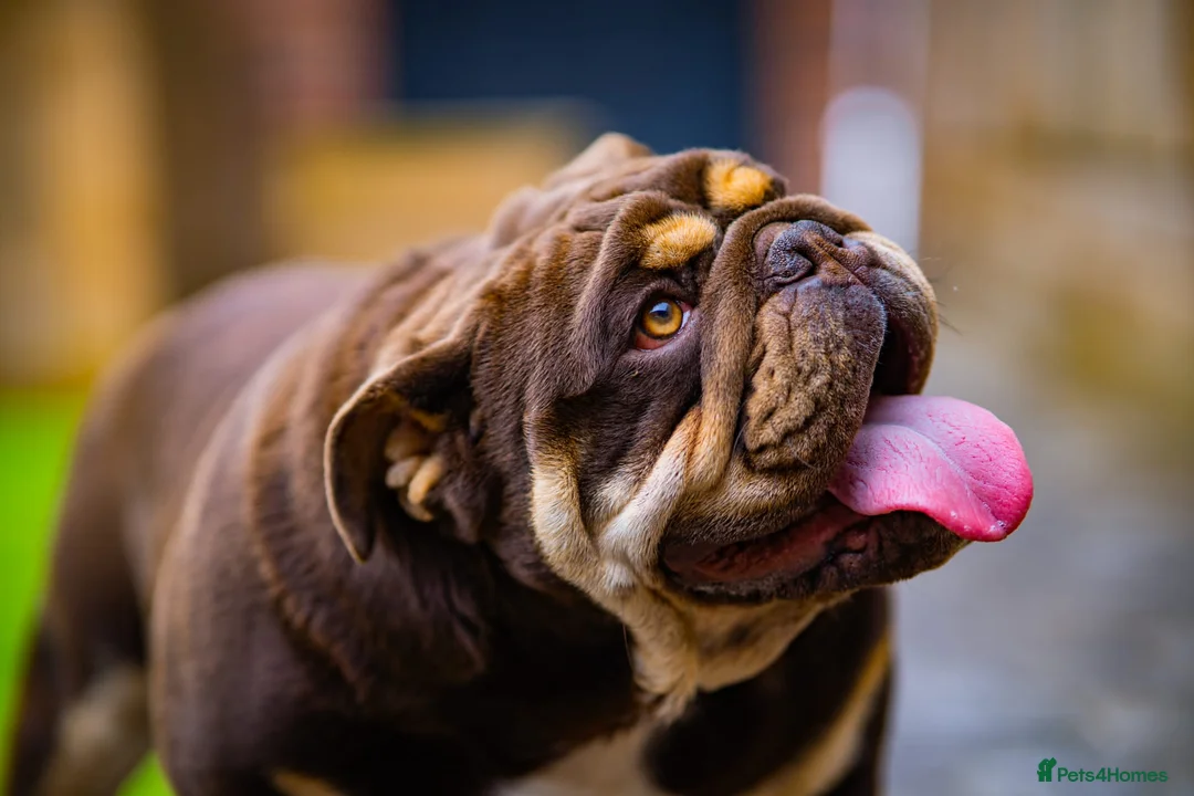 English Bulldog dogs for stud: Chocolate and tan stud includes 2 ai in Walsall - Advert 4