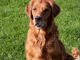 Golden Retriever dogs - Advert 21