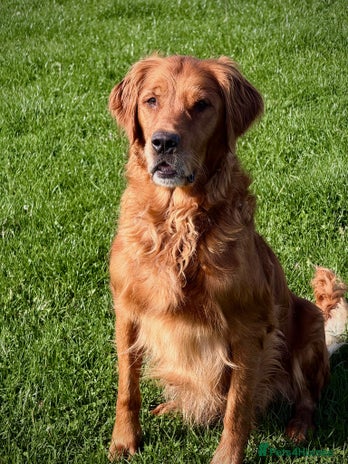 Golden Retriever dogs - Advert 1