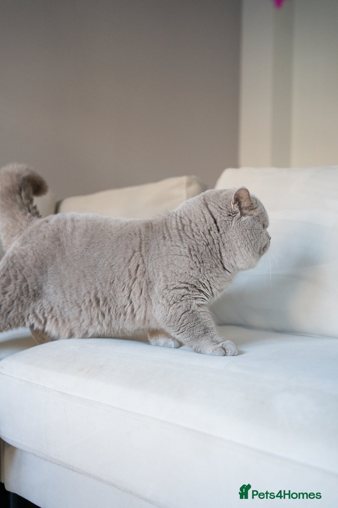 British Shorthair cats for stud: Lilac & Chocolate males  for stud service  in Greenhithe - Advert 4