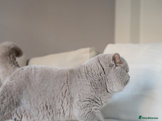 British Shorthair cats Lilac male for stud service in Greenhithe - Advert 11