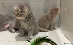 Scottish Fold cats for sale: Pedigree Scottish fold and straight kittens - Image 10
