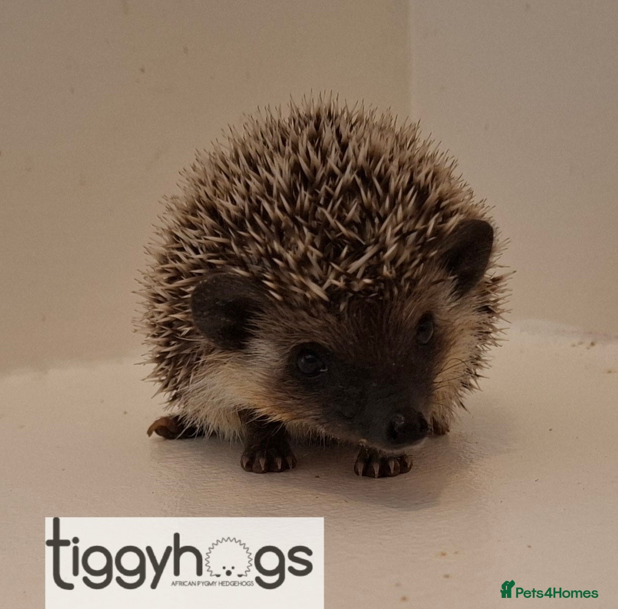 Pygmy Hedgehog rodents  1 handsome boy available to reserve  - Advert 2