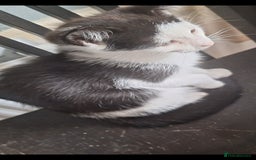 Mixed Breed cats for sale: 2 kittens one male one female - Image 4