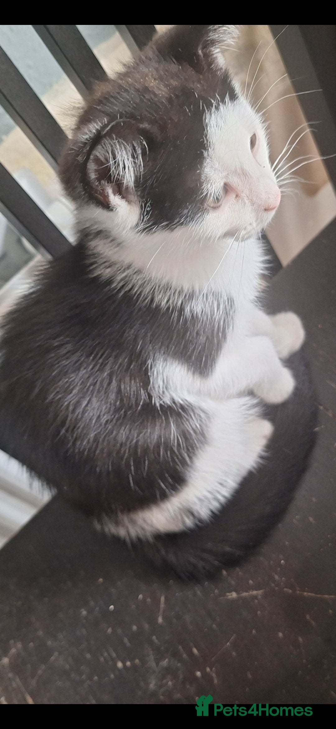 Mixed Breed cats for sale: 2 kittens one male one female - Image 4
