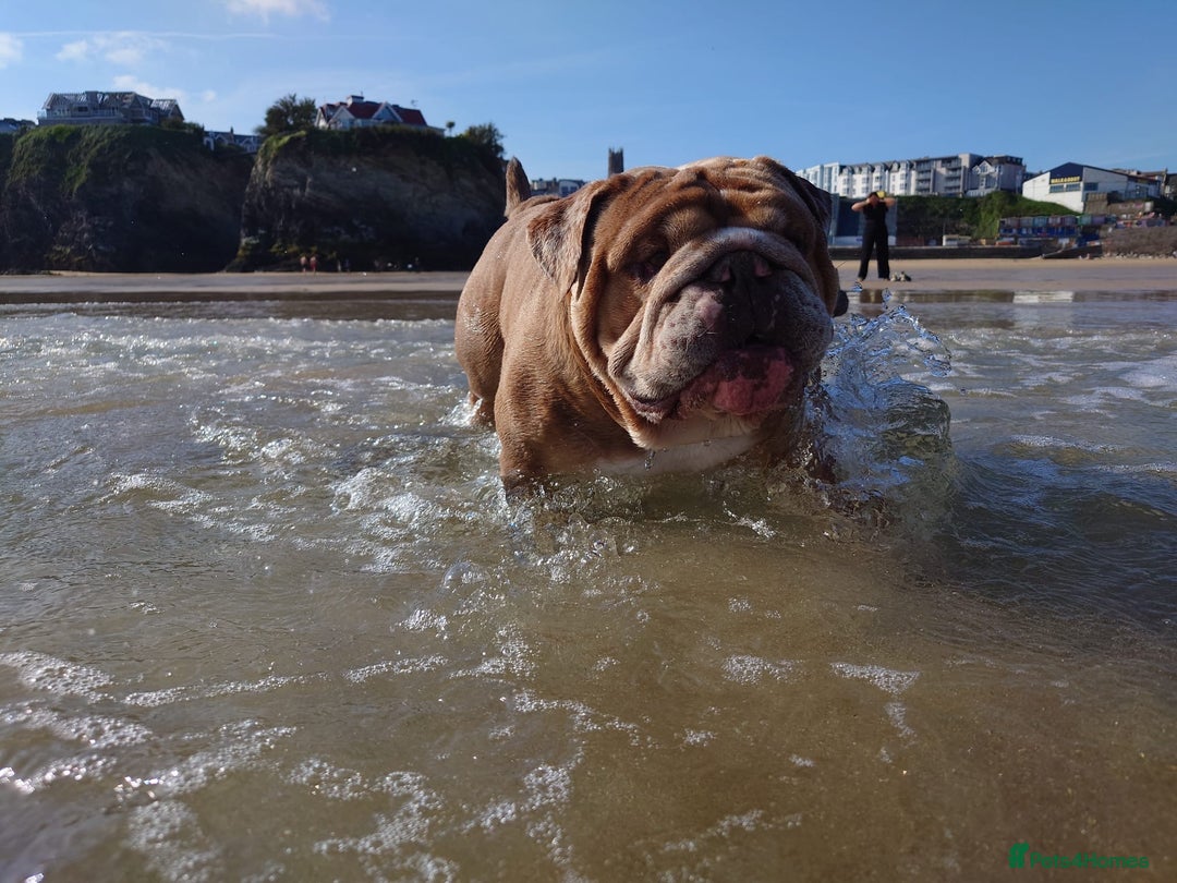 English Bulldog dogs for sale: Beautiful chunky English bulldog 3 yrs old  - Image 6