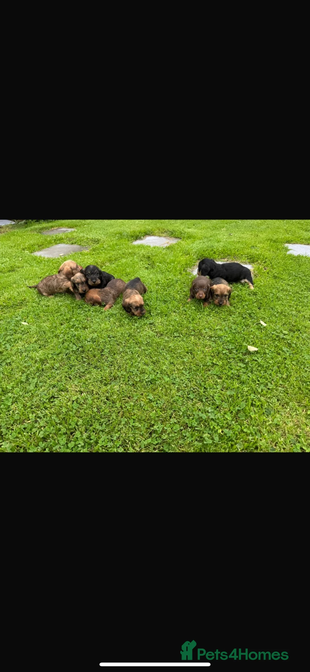 Miniature Dachshund dogs for sale: Miniature wired haired dachshund in Bangor - Advert 2