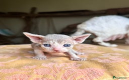 Devon Rex cats for sale: Adorable pure Devon Rex kittens  - Image 28