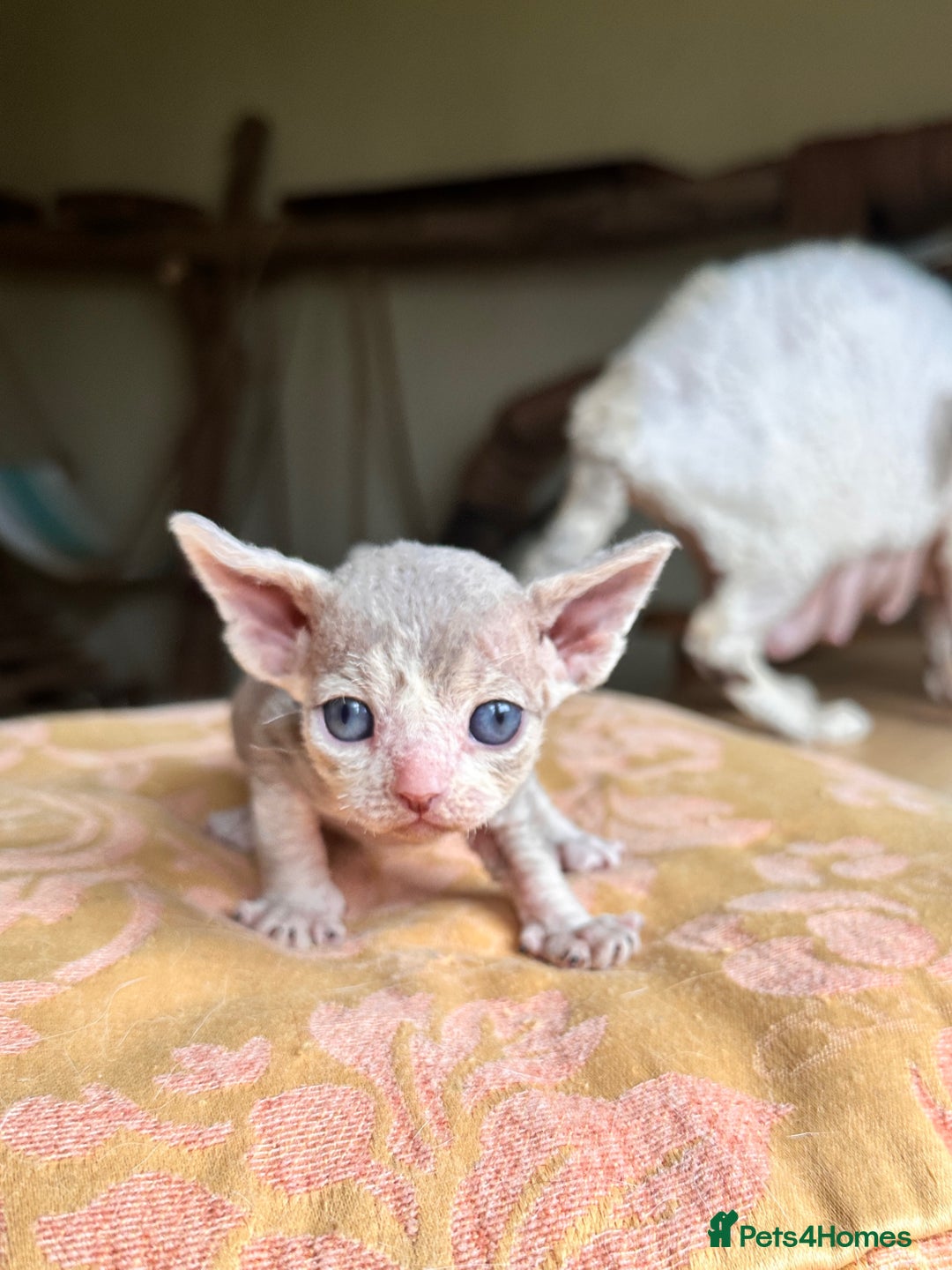 Devon Rex cats for sale: Adorable pure Devon Rex kittens  - Image 28