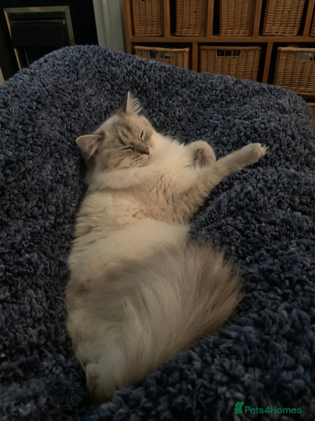 Ragdoll cats for sale: Lilac Lynx Ragdoll - Advert 6