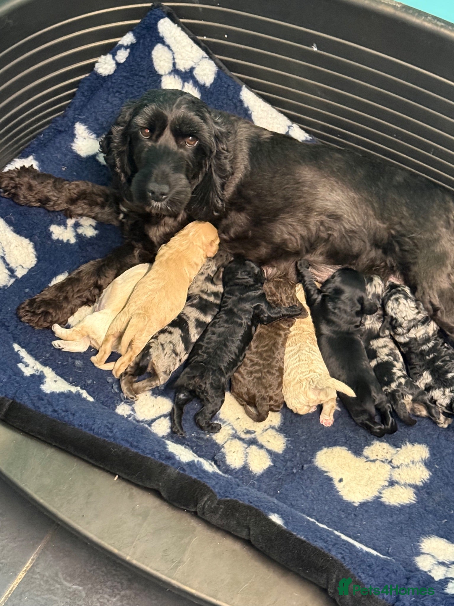Cockapoo dogs F1B Cockapoos - Advert 1
