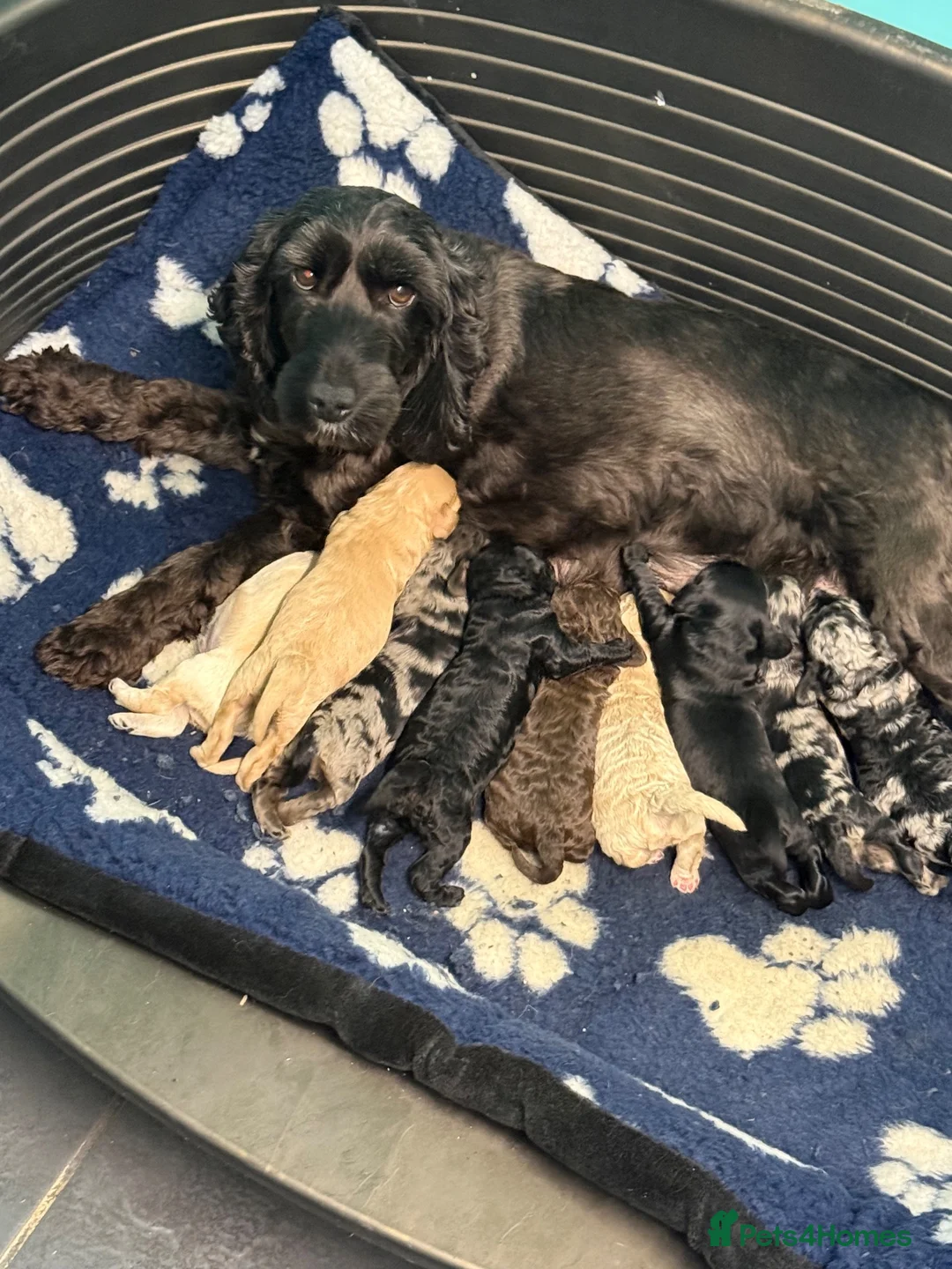 Cockapoo dogs for sale: F1B Cockapoos - Advert 1