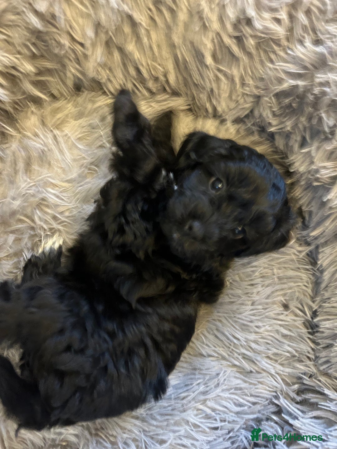 Toy Poodle dogs for sale: Beautiful Toy poodle girls Available next weekend  - Advert 14