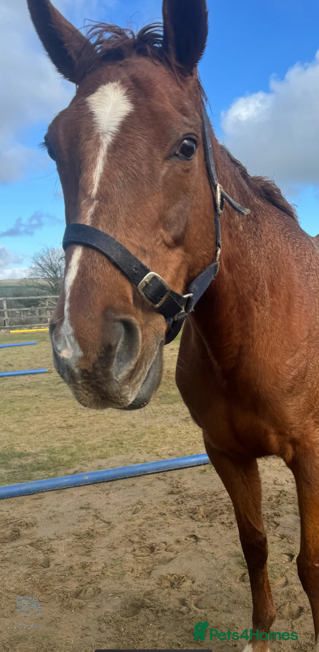 English Thoroughbred horses for sale: Lovely TB Chesnut Mare 2020 - Advert 2