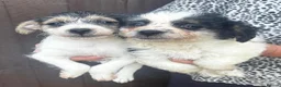 Mixed Breed dogs for sale: 4 beautiful bichion X Jack russle pups for sale in Newbury - Advert 1